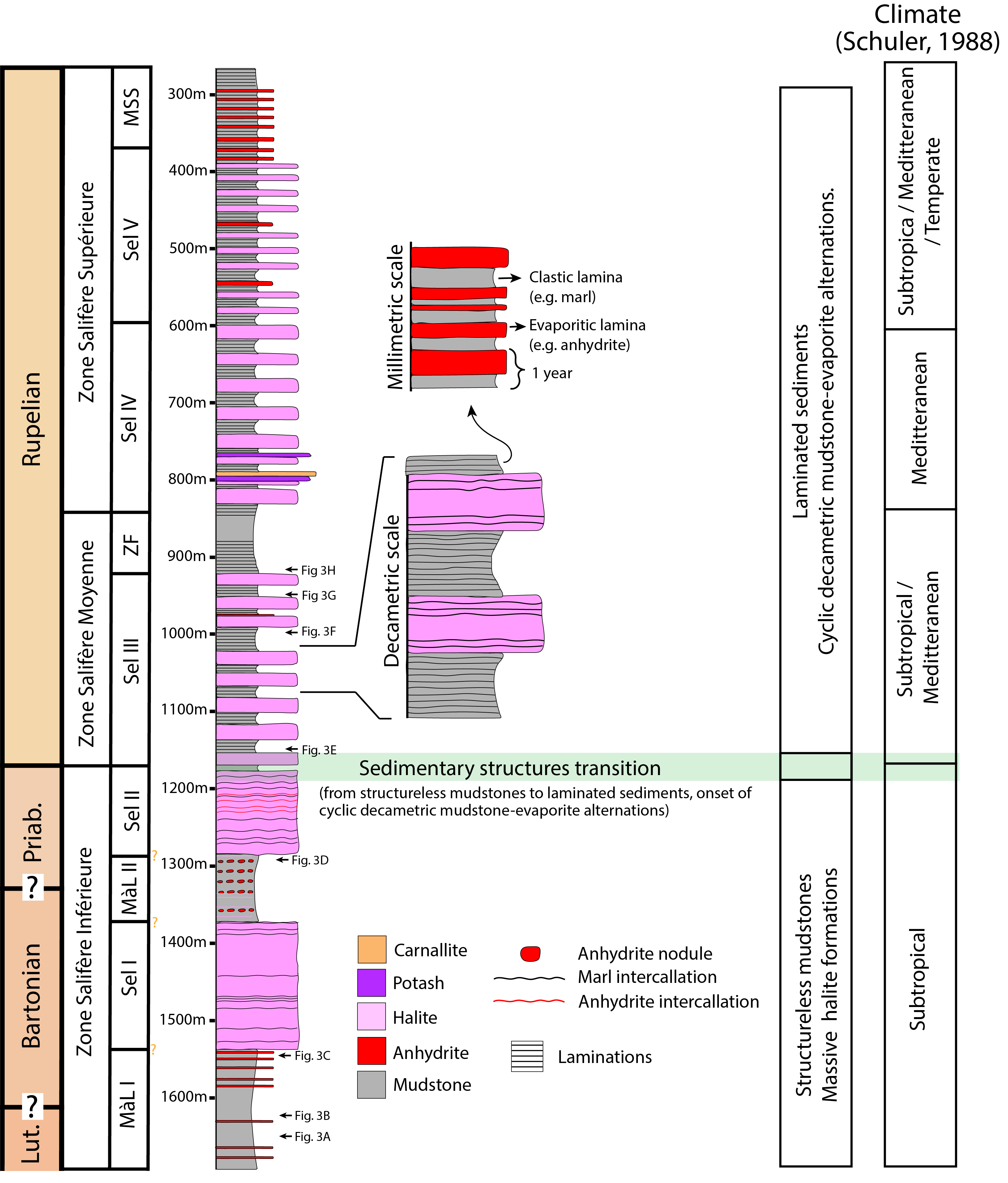 Synthetic log of the sedimentary succession of the Mulhouse Basin’s formations through a segment of the DP-XXVIII well, with the paleoclimatic observations inferred from palynology.