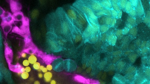 Macrophages (magenta) moving inside a fruit fly embryo beside yolk granules (yellow) and squeezing between tissue cells (cyan). Two round cyan cells at the tissue edge are preparing to divide.